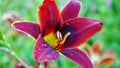 Close up Detail of a Lily. day lily in water drop. wet red-yellow lily Royalty Free Stock Photo