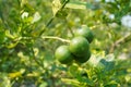 Close up detail lime green, lime green in the garden. Fresh green lemon limes on tree in organic garden Royalty Free Stock Photo