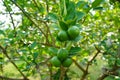 Close up detail lime green, lime green in the garden. Fresh green lemon limes on tree in organic garden Royalty Free Stock Photo