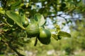 Close up detail lime green, lime green in the garden. Fresh green lemon limes on tree in organic garden Royalty Free Stock Photo