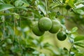 Fresh green lemon limes on tree in organic garden Royalty Free Stock Photo