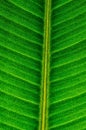 Close up of detail line on green sheets of elastic ficus for texture background. Vertical format