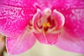 Close up detail macro structure of purple dendrobium orchid flower Royalty Free Stock Photo