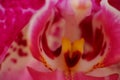 Close up detail macro structure of purple dendrobium orchid flower Royalty Free Stock Photo