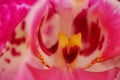 Close up detail macro structure of purple dendrobium orchid flower Royalty Free Stock Photo