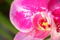 Close up detail macro structure of purple dendrobium orchid flower Royalty Free Stock Photo