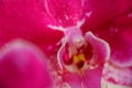 Close up detail macro structure of purple dendrobium orchid flower Royalty Free Stock Photo