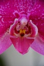 Close up detail macro structure of purple dendrobium orchid flower Royalty Free Stock Photo