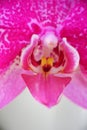 Close up detail macro structure of purple dendrobium orchid flower Royalty Free Stock Photo