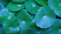 Close-up detail macro texture bright blue green leave tropical forest plant water pennywort in dark nature background.Curve leaf Royalty Free Stock Photo