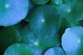 Close-up detail macro texture bright blue green leave tropical forest plant water pennywort in dark nature background.Curve leaf Royalty Free Stock Photo