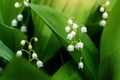 Close-up detail macro view of growing Lily of the valley flower. Convallaria majalis wild plant in garden or forest