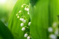 Close-up detail macro view of growing Lily of the valley flower. Convallaria majalis wild plant in garden or forest Royalty Free Stock Photo
