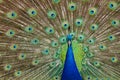 Close up detail of a male peacock`s tail feathers Royalty Free Stock Photo