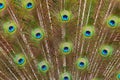 Close up detail of a male peacock`s tail feathers Royalty Free Stock Photo