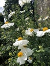 Matilija poppy in english country garden