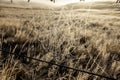 Molesworth Station, morning Mist, NZ Royalty Free Stock Photo