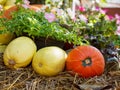 Pumpkins and spaghetti squash next to flowers Royalty Free Stock Photo