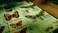 close up detail with an old german butterflies map