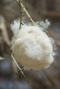 Closeup of open fruit pod on silk floss tree