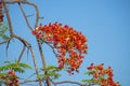 Closeup of a carob tree orange flower against blue sky Royalty Free Stock Photo