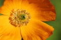 Close up detail of an orange Welsh Poppy Royalty Free Stock Photo