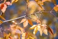 Close-up detail of orange and yellow leaves on a tree with a smooth blurred background of similar colors. Royalty Free Stock Photo