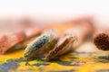 Close up of detail paint brushes over a color palette in a studio, in a blurred background