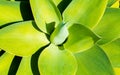 Close up detail of a pale green agave attenuata plant