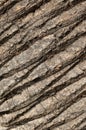 Close-up detail of palm tree bark texture Royalty Free Stock Photo