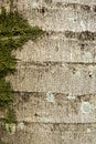 Close-up detail of a palm trunk Royalty Free Stock Photo