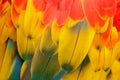 Close-up detail of parrot plumage. Scarlet Macaw, Ara macao, detail of bird wing, nature in Costa Rica. Red, yellow and blue feath Royalty Free Stock Photo