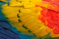 Close-up detail of parrot plumage. Scarlet Macaw, Ara macao, detail of bird wing, nature in Costa Rica. Red, yellow and blue feath Royalty Free Stock Photo