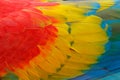 Close-up detail of parrot plumage. Scarlet Macaw, Ara macao, detail of bird wing, nature in Costa Rica. Red, yellow and blue Royalty Free Stock Photo