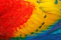 Close-up detail of parrot plumage. Scarlet Macaw, Ara macao, detail of bird wing, nature in Costa Rica. Red, yellow and blue Royalty Free Stock Photo