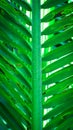Close up Detail pattern lines of Fresh tropical green coconut palm leaf Royalty Free Stock Photo