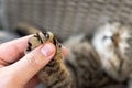 Close-up detail person owner holding small cute fluffy kitten paw with claws in hand. Animal abuse declawing surgical Royalty Free Stock Photo
