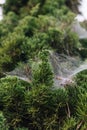 Close-up detail of pine leaves stick with spider web in Chiang Mai, Thailand Royalty Free Stock Photo