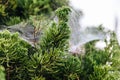 Close-up detail of pine leaves stick with spider web in Chiang Mai, Thailand Royalty Free Stock Photo