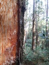 close up detail of a pine tree that secretes sap Royalty Free Stock Photo
