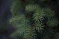 Detail of the pine tree with blurry background