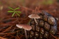 mycena pineapple mushroom, Mycena seynii, mushrooms growing from a pine cone Royalty Free Stock Photo