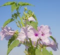 Closeup of a hibiscus pink flower plant Royalty Free Stock Photo