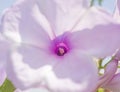 Closeup of a hibiscus pink flower plant Royalty Free Stock Photo