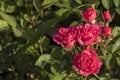 Close-up detail of pink rose bush with green leaves on background with copy space for text