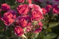 Close-up detail of pink rose bush with green leaves on background with copy space for text