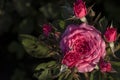 Close-up detail of pink rose bush with green leaves on background with copy space for text Royalty Free Stock Photo