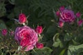 Close-up detail of pink rose bush with green leaves on background with copy space for text Royalty Free Stock Photo