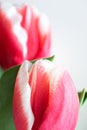 Close-up detail of pink tulips head, vertical. Beautiful flower background for holidays banner, postcard