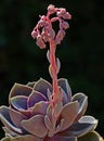 Succulent Blossom Detail